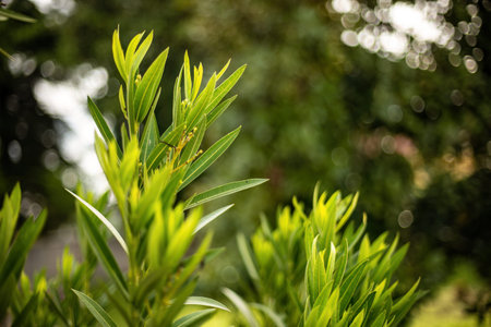 Detailed close-up of oleander leaves, showcasing the plant's vibrant greenery and texture.