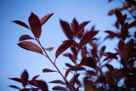 A close-up view of a majestic tree with vibrant red leaves, standing tall and proud in the midst of...
