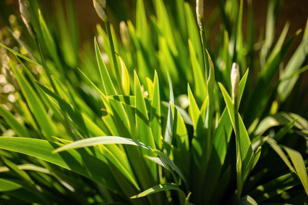 Detailed view of green leaves on a plant, showing the intricate patterns and textures.