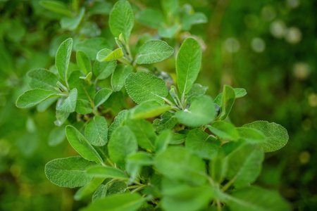 Detailed view of a lush green plant with vibrant leaves, showing intricate details and textures up...