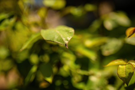 Detailed view of a single green leaf on a plant, showing its intricate veins and vibrant color.