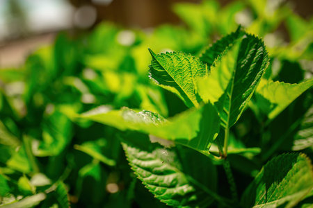 A detailed view of the intricate green leaves of a healthy plant, showing its texture and vibrant...