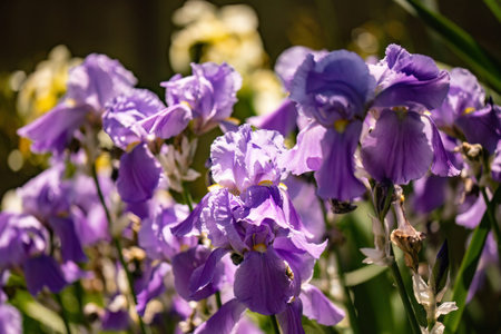 Vibrant lily flower blossoming in a lush spring garden setting.