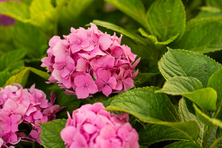 Close-up of vibrant pink hydrangea flowers surrounded by lush green leaves, showcasing their natural...