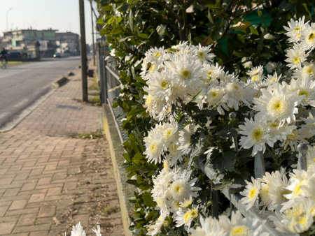 White chrysanthemum flowers thriving near a sidewalk, adding a touch of nature to an urban environmentの写真素材