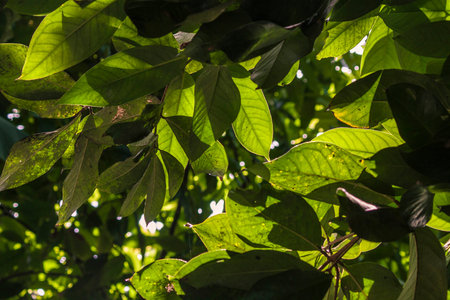 Sunlight filters through vibrant green leaves, creating a captivating natural scene in Montana...
