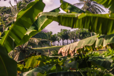 Banana leaves create a natural frame around a vibrant scene of tropical vegetation and trees in montana redonda, dominican republicの写真素材