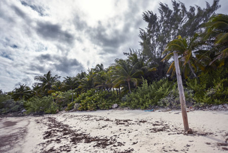 Lush vegetation and palm trees line a white sand beach, with a cloudy sky overheadの写真素材
