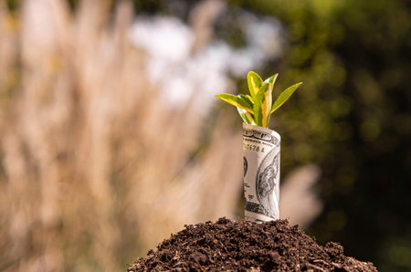 Small plant growing from rolled up one hundred dollar bill in soil representing business growth,...