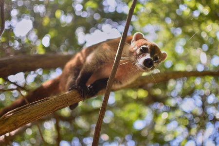 South american coati carefully holding onto a branch in the rainforest canopyの写真素材