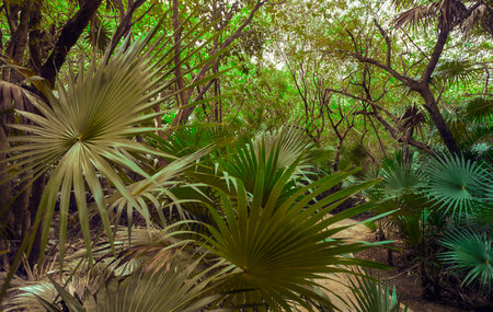 Pathway winds through lush, vibrant green tropical vegetation in the Mayan jungle near Tulum, Mexicoの写真素材