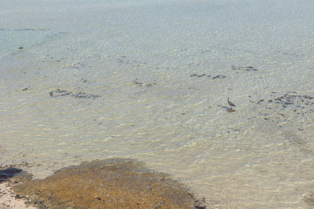 Gray heron standing gracefully in shallow, crystal-clear water along the shore of Marsa Alam, Egypt, creating a serene and tranquil sceneの写真素材