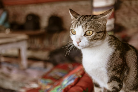 Curious cat sits attentively in a blurred traditional interior, its gaze fixed on something beyond...