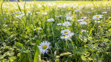 Beautiful white daisies blooming in a green grass meadow during springtime, creating a picturesque natural sceneの写真素材