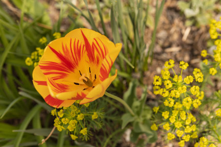 Red and yellow tulip blooming in a garden, showing its stamens, pistil, and surrounding greenery