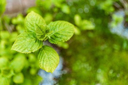 Vibrant green leaves with fresh water drops sprout from a branch, showcasing new growth and the...