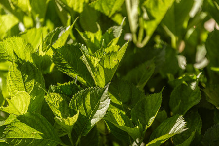 Sunlight illuminates vibrant green leaves, creating a captivating display of natural beauty in a...
