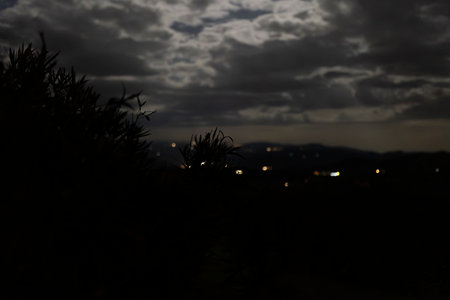 Dark silhouettes of vegetation against a cloudy night sky with blurred city lights in the backgroundの写真素材
