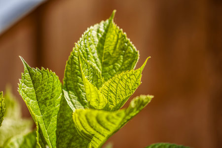Vibrant green leaves thrive in sunlight against a blurred brown backdrop, showcasing the beauty of...