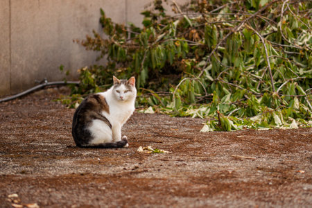 White and brown stray cat sitting calmly on the ground, surrounded by fallen branches and leaves, exuding an aura of curiosity and resilienceの写真素材