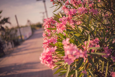 close up of pink oleander flowers thriving by the roadside in chioggia, italy, bathed in the warm glow of golden hour sunlightの写真素材