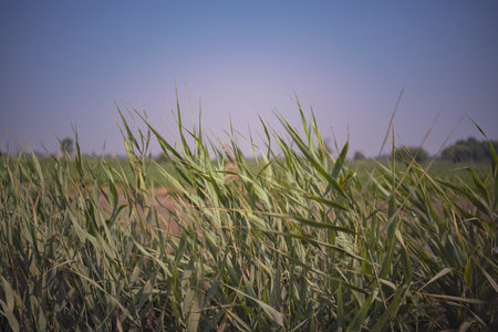 green grass sways gently in the wind in Chioggia, Italy, creating a peaceful, natural sceneの写真素材