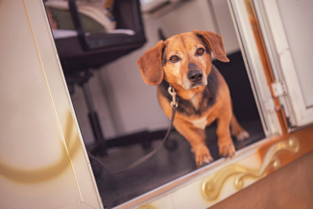 small brown dog with leash standing at the entrance of a caravan in chioggia, italy, looking out
