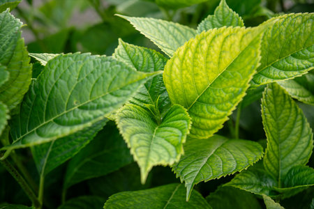 Close up of vibrant green leaves growing on a hydrangea bush, capturing the essence of summer's lush foliageの写真素材