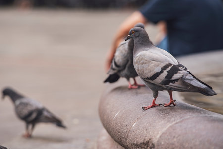 City pigeons perching on the edge of a stone fountain in a public square, with a blurred person sitting in the backgroundの写真素材