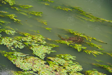 Green aquatic plants gently floating on the surface of calm water, creating beautiful natural...