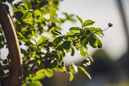 Sunlight filters through the vibrant green leaves of a tree branch, creating a peaceful and natural...