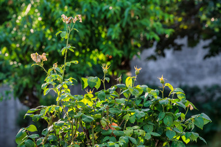 Sunlit garden showcasing vibrant green leaves and budding flowers, with a blurred background of trees and a concrete wallの写真素材