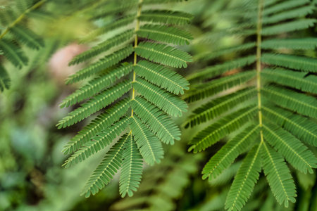 Close up of vibrant green leaves growing on a branch, showcasing the intricate details of nature's...