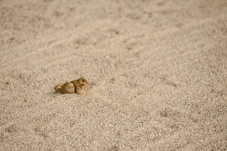 Close up of dog poop resting on the fine sand surface of an equestrian arena, highlighting the need for cleanliness in training spacesの写真素材