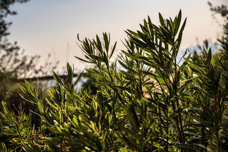 Close-up of oleander branches swaying gently in the breeze, with blurred background suggesting proximity to the seaの写真素材