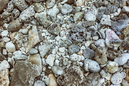 Close-up of various corals and rocks composing the beautiful beach of xpu-ha in riviera maya,...