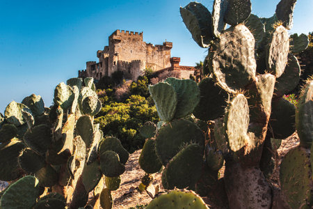 Prickly pear cactus plants growing on the hill below falconara castle in falconara, sicily, italy, bathed in warm sunlightの写真素材