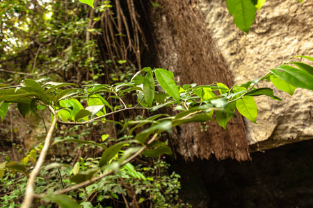 Lush green leaves thrive on a branch emerging from the shadows of cueva de chico cave in the Dominican Republicの写真素材
