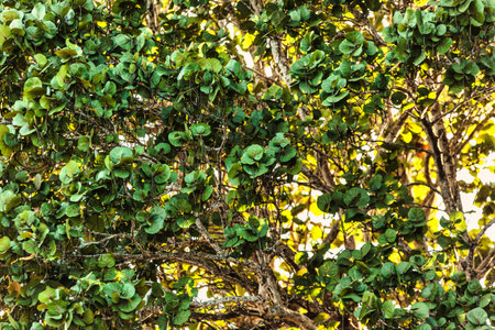 Close-up view of vibrant green seagrape leaves thriving on the branches, creating a lush canopy...