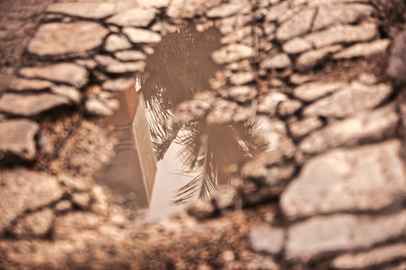 Tropical palm tree reflecting in a puddle of water on cracked stone pavement, creating a striking...