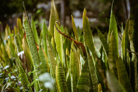 Vibrant green leaves of a snake plant flourishing in a natural outdoor environment, showcasing its...
