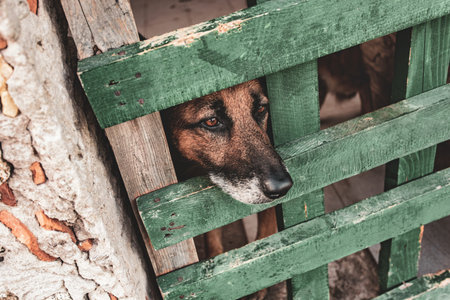 German shepherd dog sadly staring through the green wooden fence of its enclosure, waiting for...