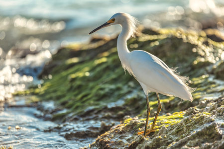 White bird standing gracefully on algae-covered rocks along the seashore, soaking in the warm...