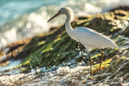 White bird with yellow beak standing on algae-covered rocks near seashore, enjoying golden hour...