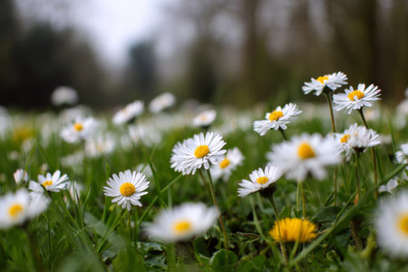 Beautiful white daisies blooming in a vibrant green spring meadow, creating a picturesque scene with a shallow depth of fieldの素材