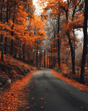 Scenic route winding through a vibrant autumn forest, featuring trees with orange foliage and fallen leaves creating a picturesque landscapeの素材