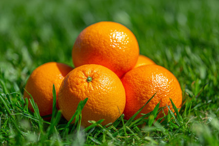 Ripe oranges create a colorful contrast against the backdrop of lush green grass, embodying the freshness of nature's bountyの素材