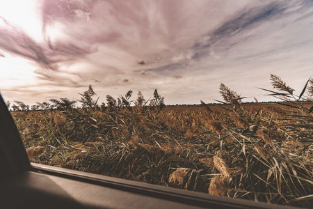 Golden hour sunlight streaming through the window of a moving car, illuminating a field of reeds and...