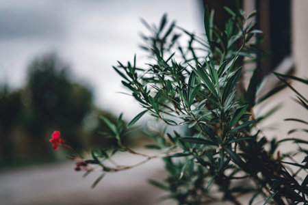 Oleander plant showcasing fresh green leaves and a delicate red bloom, growing naturally against a...