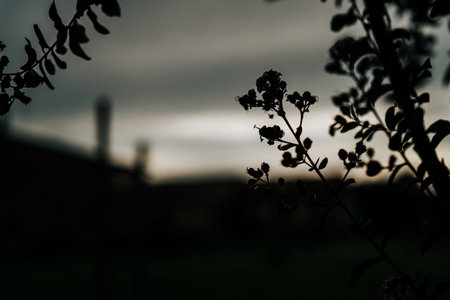 Plant silhouettes against a moody twilight sky, branches and leaves in soft shadow suggesting calm,...